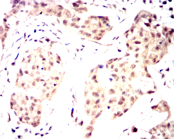 CYCS Antibody