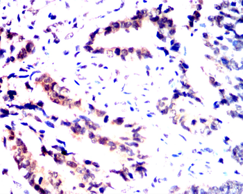 CYCS Antibody