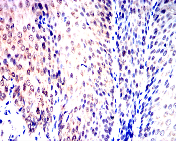 CYCS Antibody