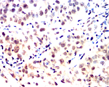 CYCS Antibody