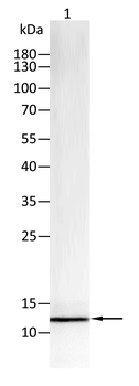 CYCS Antibody