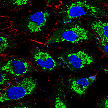 JAK2 Antibody