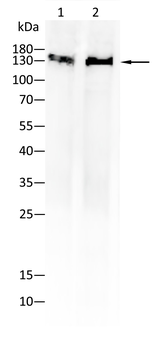 JAK2 Antibody