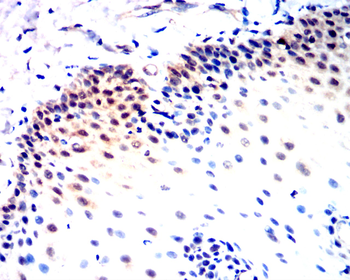 SNAI2 Antibody