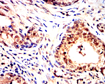 SNAI2 Antibody
