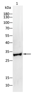 SNAI2 Antibody