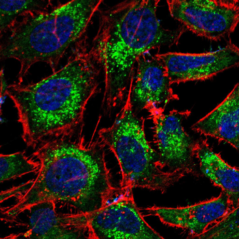 IRS1 Antibody