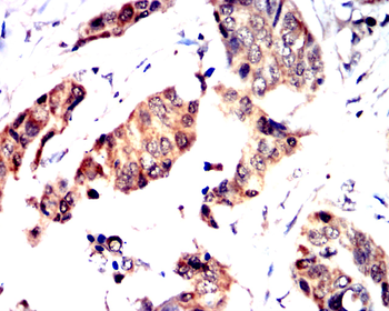 IRS1 Antibody