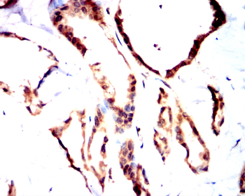 IRS1 Antibody