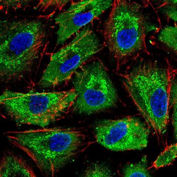 ITGAM Antibody
