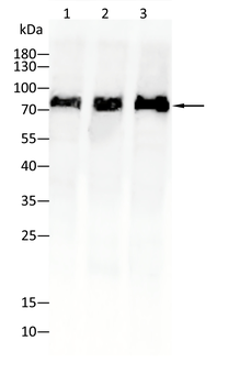 STAT1 Antibody