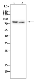 STAT1 Antibody