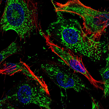 EIF2S1 Antibody