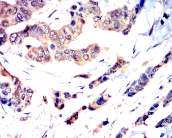 EIF2S1 Antibody