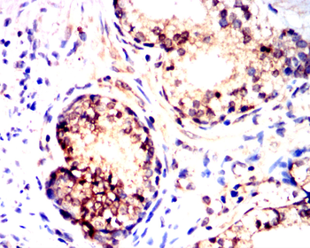 EIF2S1 Antibody
