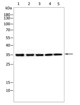 EIF2S1 Antibody