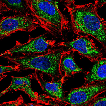 DNM1L Antibody