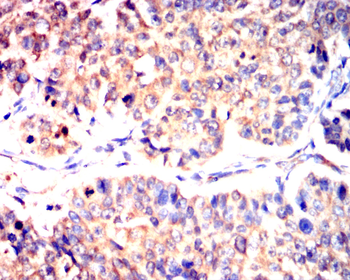 DNM1L Antibody