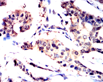 SREBF1 Antibody