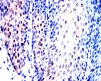 SREBF1 Antibody