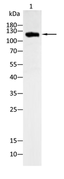 SREBF1 Antibody
