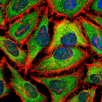 GAPDH Antibody
