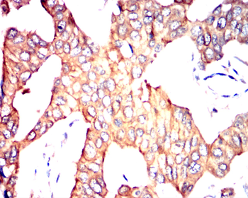 GAPDH Antibody