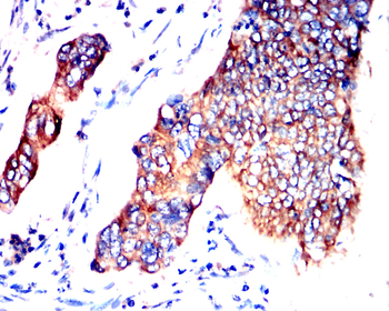 GAPDH Antibody