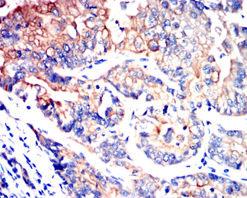 GAPDH Antibody