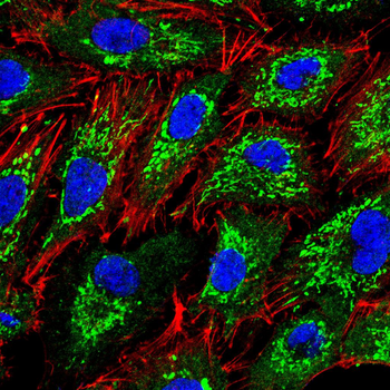 COX4I1 Antibody