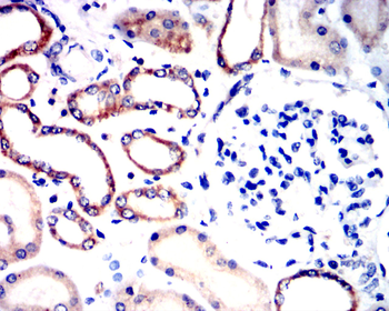 COX4I1 Antibody