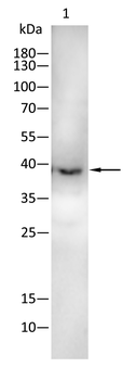 COX4I1 Antibody