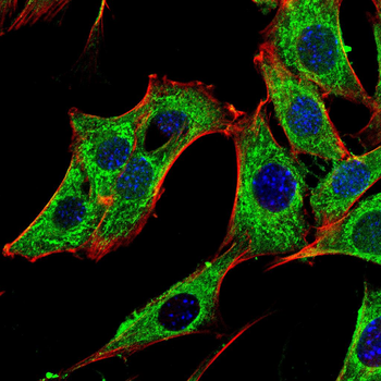 KIT Antibody
