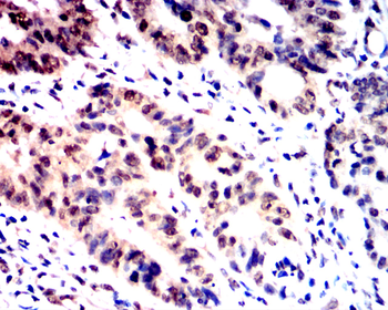 YAP1 Antibody