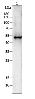 YAP1 Antibody