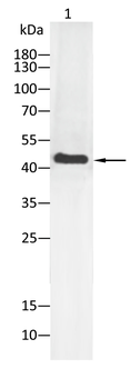 MAP2K1 Antibody