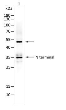 GSDMD Antibody