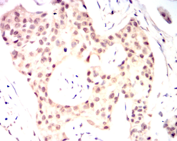 CEBPA Antibody