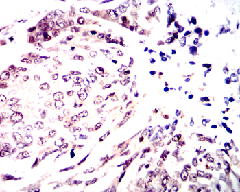 CEBPA Antibody