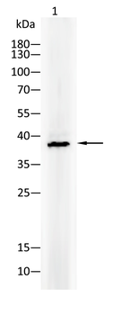 CEBPA Antibody