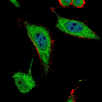 KRT19 Antibody