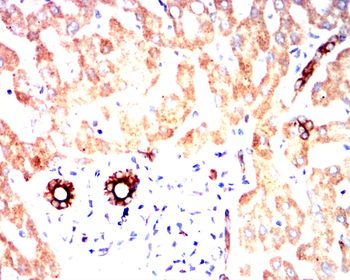 KRT19 Antibody