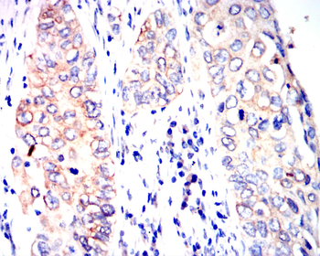 KRT19 Antibody