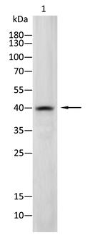 KRT19 Antibody