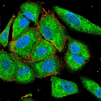 CYP19A1 Antibody