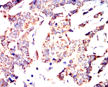 CYP19A1 Antibody