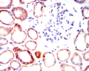 CYP19A1 Antibody