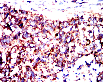 CYP19A1 Antibody