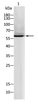 CYP19A1 Antibody