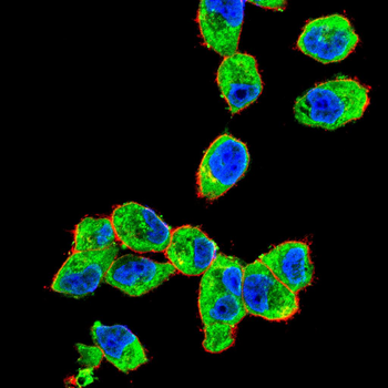 SRC Antibody